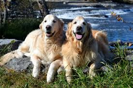 Brie And Ben On The Shores Of The Madawaska River Pakenham Ontario Golden Moms Golden Retriever Dogs