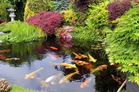 Would you want 20 dogs running around your . How To Build A Koi Pond