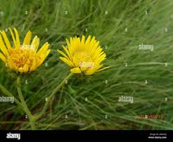 Image result for Berkheya speciosa