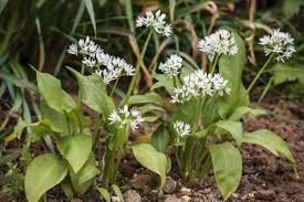 Les Vertus De L Ail Des Ours Sur L Organisme Ail Des Ours Plantes Sauvages Comestibles Recette Ail Des Ours