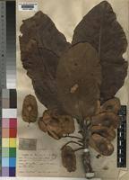 Image result for Terminalia mollis