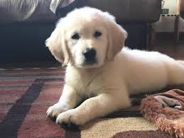 We expect our puppies to receive the highest standard of care throughout their lives and live in a happy, secure, stimulating and permanent home. Spring Akc English Creme Golden Retriever Puppies For Sale In Peru Illinois Classified Americanlisted Com