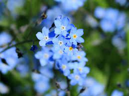 Spring is the time for fresh starts and new. Blue Flowers For Your Garden Saga