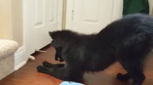 Toes arched and well closed; Belgian Sheepdog Puppy Playing With Cat Youtube