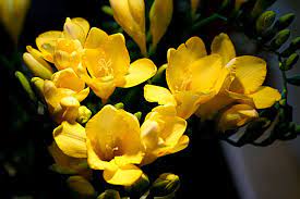 Pin On Flowers 3