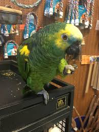Parrot Parrot Parrot Toys Pets