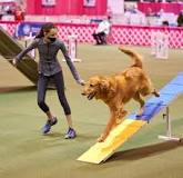 Image result for dog at westminster athletic competition who walks through course