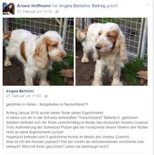 * pflegestellen * flugpaten * spenden und hilfe * danke! Stellungnahme Cocker Und Setter In Not