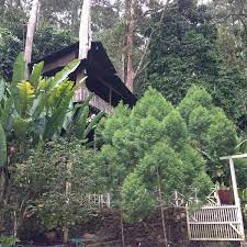 These enchanting fairy gardens will bring magic into your home. Dusun Garden Fairies Hulu Langat Selangor