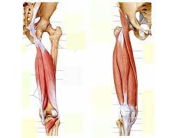 The achilles tendon or heel cord, also known as the calcaneal tendon, is a tendon at the back of the lower leg, and is the thickest in the human body. Upper Leg Muscles
