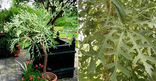 Image result for Cussonia corbisieri