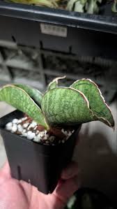 Image result for Sansevieria sinus-simiorum