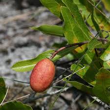 Image result for Leptochloa uniflora