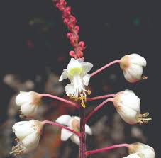 Image result for Pterolobium