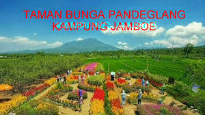 Taman bunga rokoy / kampung jamboe ini terletak di perumahan bumi pandeglang indah yang terletak di kecamatan kaduhejo, kabupaten pandeglang, banten. Taman Bunga Pandeglang Banten Youtube