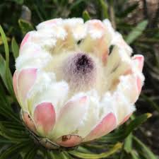 Image result for Protea micans