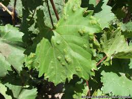 Image result for Colomerus vitis