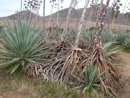 Image result for Chlorophytum calyptrocarpum