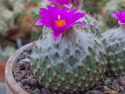 Image result for Tephrosia meisneri