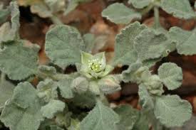 Image result for Glinus