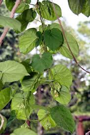 Image result for Telosma