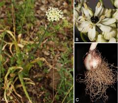 Find nancy flowers's contact information, age, background check, white pages, civil records, marriage history, divorce records, email & criminal records. Euro Med Checklist Notulae 13