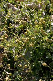 Image result for Blainvillea gayana