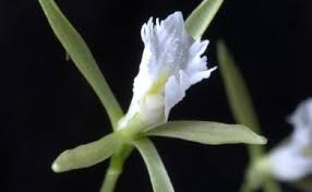 Image result for Nervilia crociformis