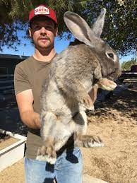 Huge Flemish Giant Rabbits For Sale Wwwthefranklinsfarmweeblycom Flemish Giant Rabbit Giant Rabbits For Sale Giant Rabbit