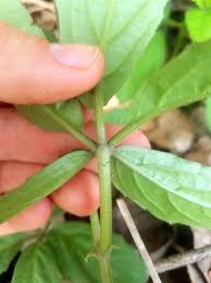 Image result for Cyphostemma subciliatum