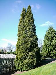 Image result for Hetaeria occidentalis