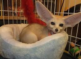 Fennec Foxes For Sale/Adoption Near Me