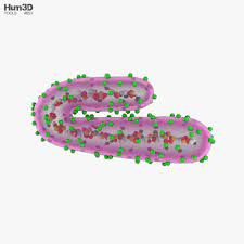 The marburgvirus genus includes two viruses. Marburg Virus Modello 3d Oggetti Di Vita On Hum3d