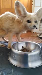 Fennec Fox Kit For Sale(Id:9772843) Product Details - View Fennec Fox Kit  For Sale From Istanbul Breeding Center - Ec21 Mobile