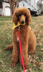 Our story began with one red standard poodle puppy named sienna. Pin On Caniche Royal