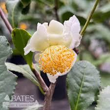 Image result for Camellia sinensis
