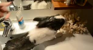 relaxing and bathing in the sink