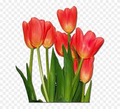 tulipanes de colores png tulips flowers free transparent png clipart images download colores png tulips flowers