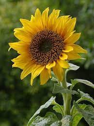 Sunflower Flower Essence Remedy Helianthus Annuus