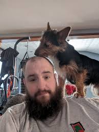 Experiences of Corgi Owners with Multiple Pets