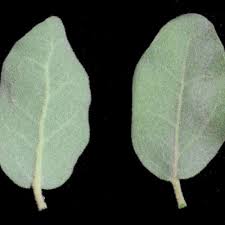 Image result for Erianthemum schelei