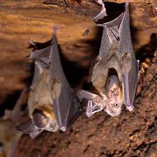 When You Go to the Loo, a Bat Might Go Boo - The New York Times