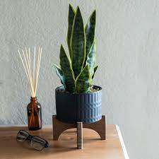 Made of carefully patterned cement with an arrow pattern, this 4.75 in. 15 5 H Artificial Snake Plant In 5 Romam Ceramic Planter On Stand One Size Overstock 31629065