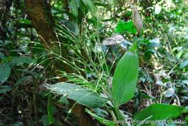 Image result for Olyra latifolia
