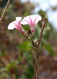 Image result for Ipomoea shirambensis