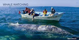 At #bahiadelosangeles you can swim along these majestic whale sharks, a truely unique experience! Whale Watching In Loreto Baja California Hotel Santa Fe Loreto