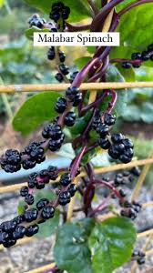 Image result for Basella