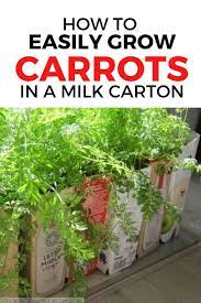How To Grow Carrots In Containers Indoors Container Gardening Container Gardening Vegetables Container Garden Design
