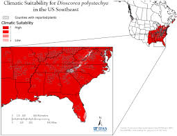 Image result for Polystachya pamelae