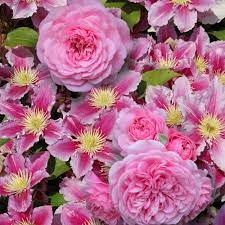 Planting rose and clematis collections. Cottage Farms Direct Perennials Dazzling Designs Tickled Pink Clematis Rose Duo